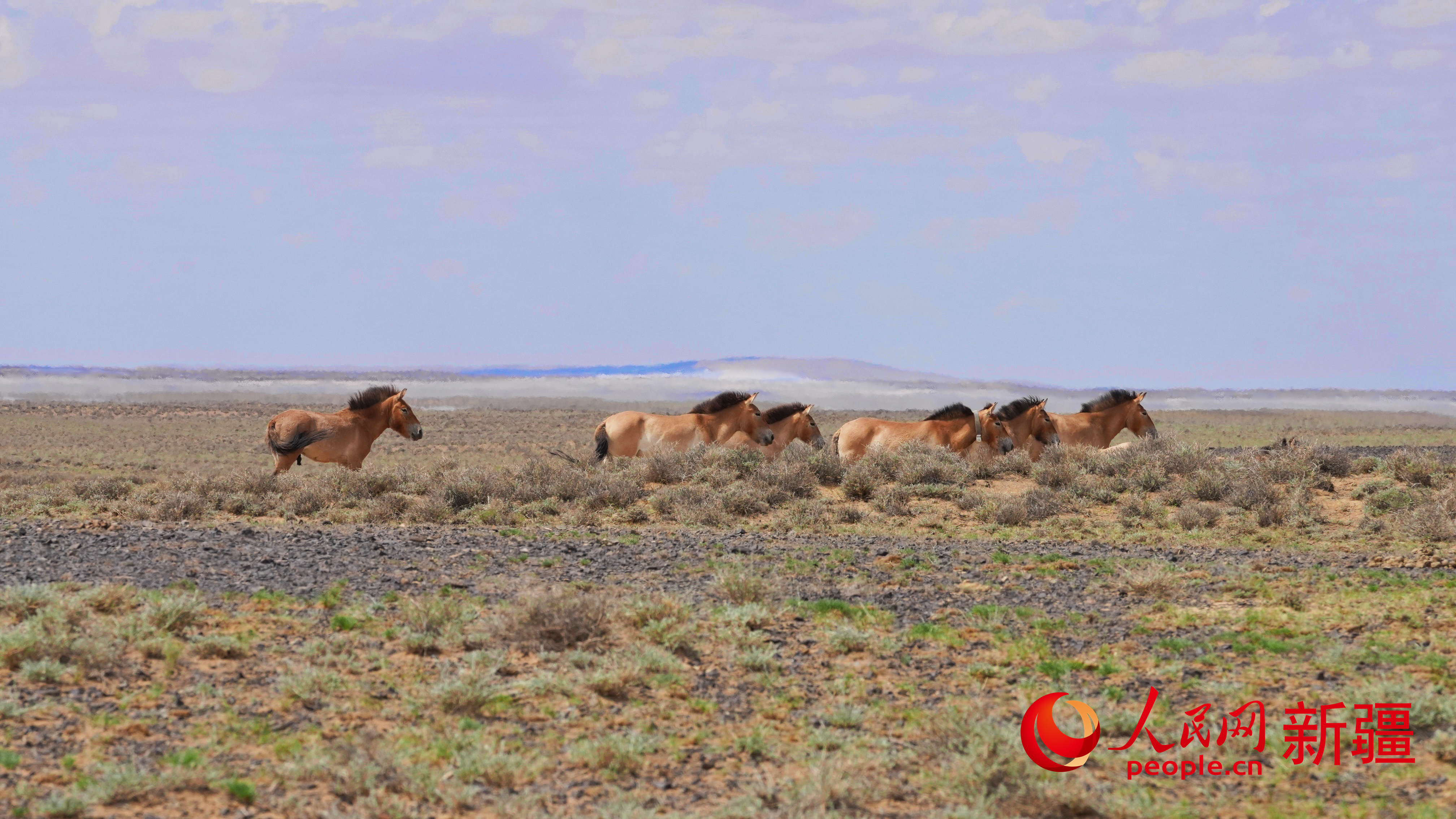 重返荒原 它们在新疆卡拉麦里撒欢寻食